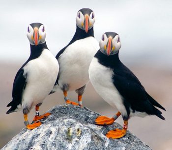 Puffins and Pufflings, and how the New England Seamounts Could