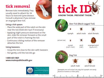 can a tick make a dog sick